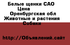 Белые щенки САО  › Цена ­ 15 000 - Оренбургская обл. Животные и растения » Собаки   